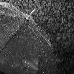 bru-no-rain-3524800_1920