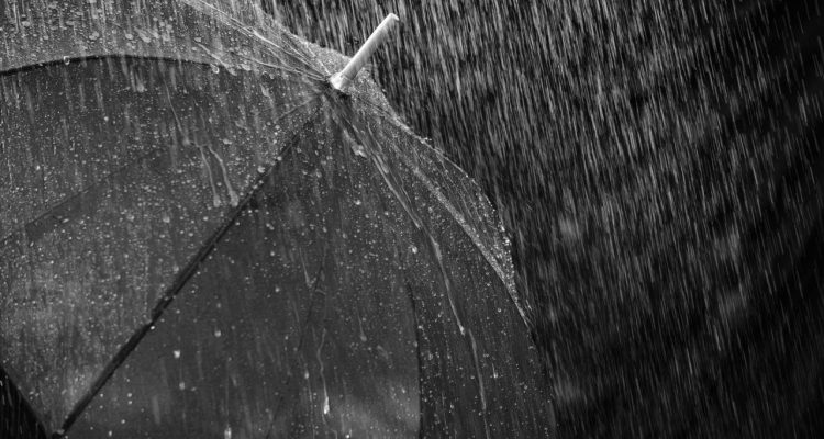 bru-no-rain-3524800_1920